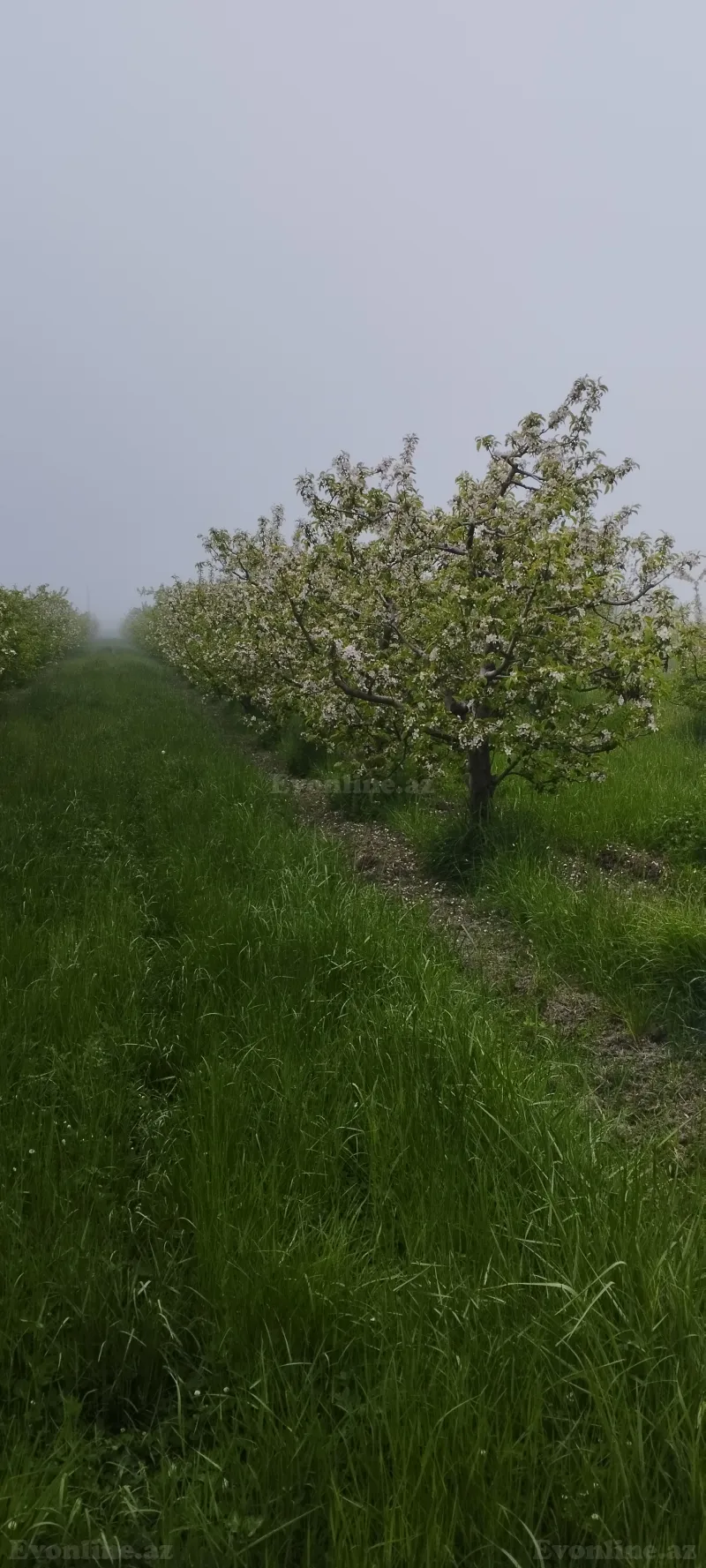 Torpaq satılır — Quba - şəkil 3