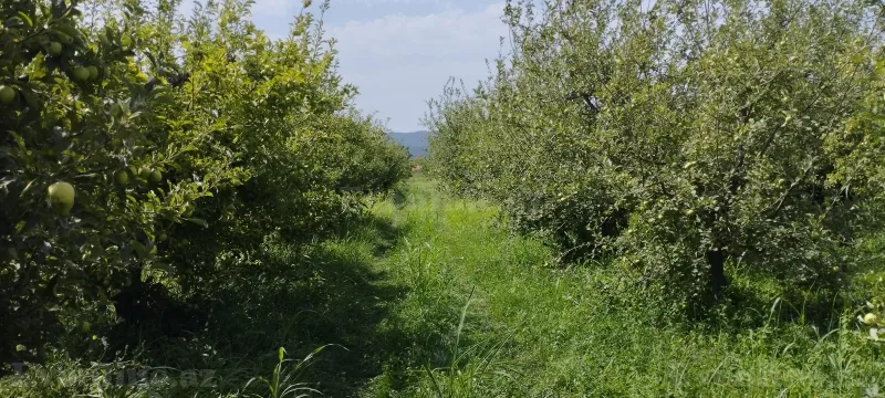 Torpaq satılır — Quba - şəkil 9
