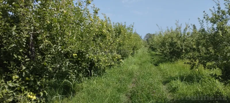 Torpaq satılır — Quba - şəkil 10
