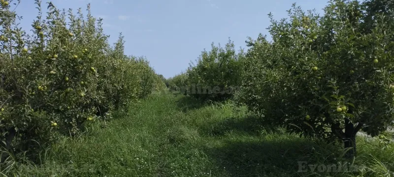 Torpaq satılır — Quba - şəkil 13
