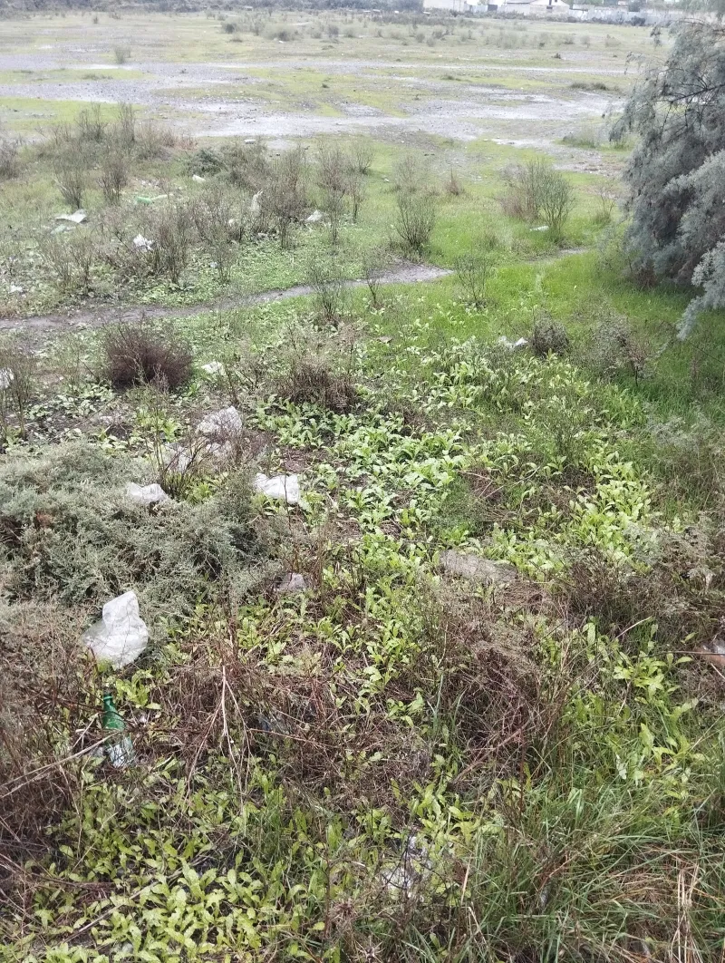 Torpaq kirayə verilir — Saatlı