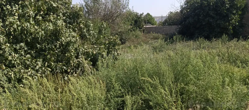 Torpaq satılır — Digah, Bakı - şəkil 3